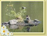 Rieulay_01.09.2011 (10)